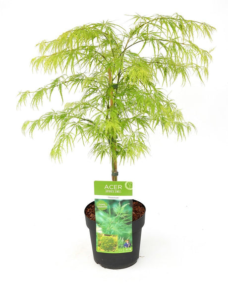 Livraison plante Erable du japon 'Dissectum' - ↨40cm - Ø19cm - plante d'extérieur