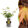 Livraison plante Erable du japon Katsura x1