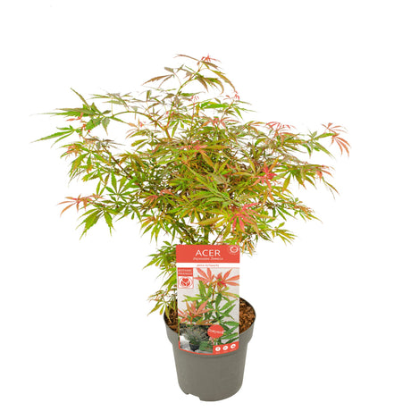 Livraison plante Erable du japon 'Orange Dream' - ↨30cm - Ø15cm - plante d'extérieur