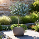 Livraison plante Eucalyptus gunnii Azura – Pot 19 cm – Hauteur 90 cm