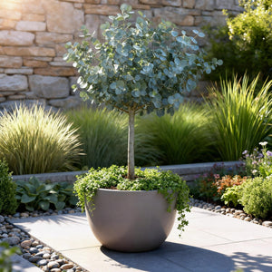 Livraison plante Eucalyptus gunnii Azura – Pot 19 cm – Hauteur 90 cm