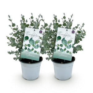 Livraison plante Eucalyptus gunnii – Lot de 2 – Pot 14 cm – Hauteur 30 cm
