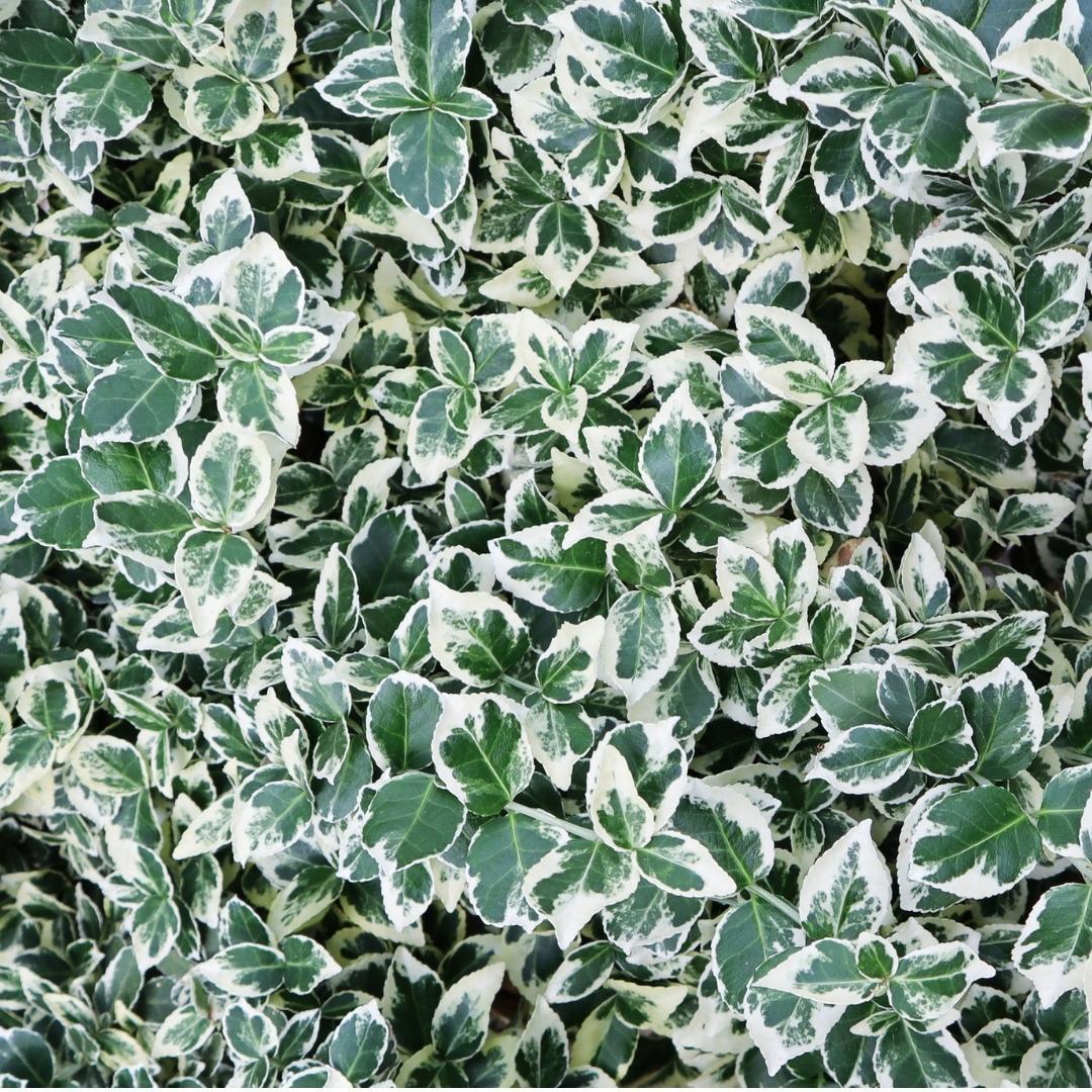 Livraison plante Euonymus fortunei 'Emerald Gaiety' - Lot de 6