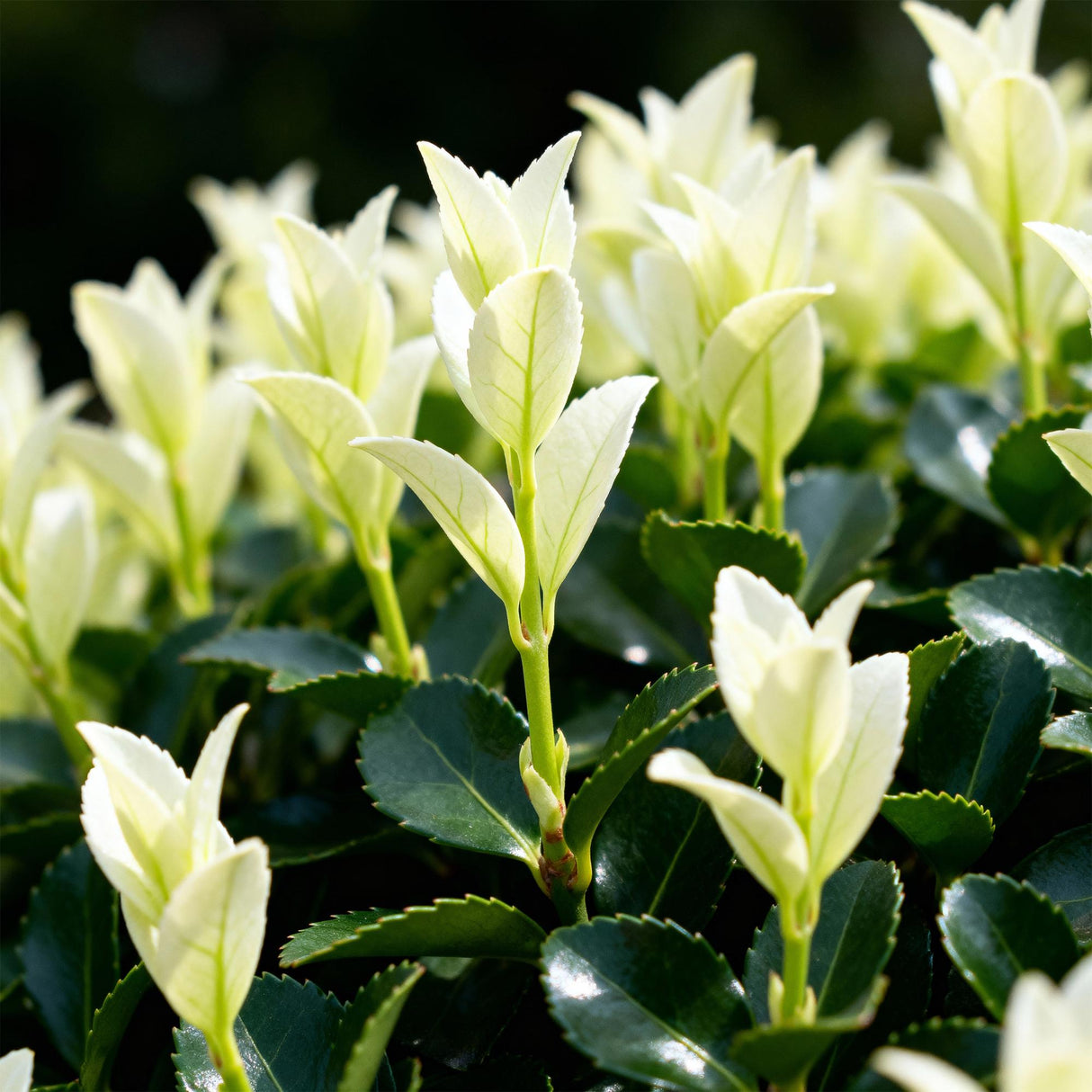 Livraison plante Euonymus japonica Paloma Blanca – Lot de 8 – Pot 9 cm