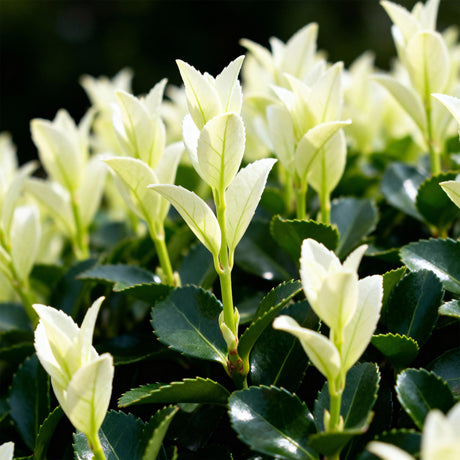 Livraison plante Euonymus japonica Paloma Blanca – Lot de 8 – Pot 9 cm