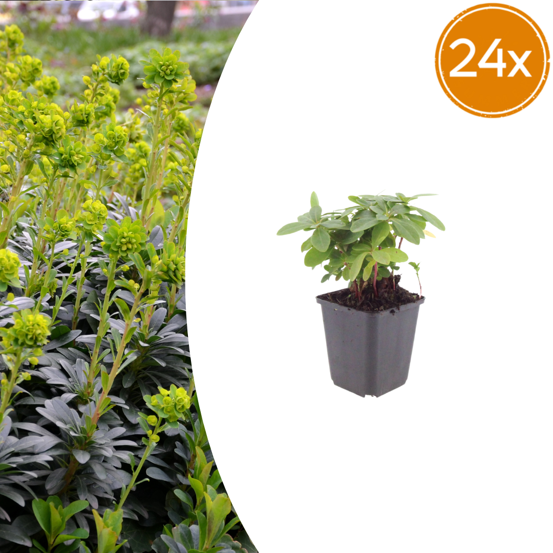 Livraison plante Euphorbe amygdal