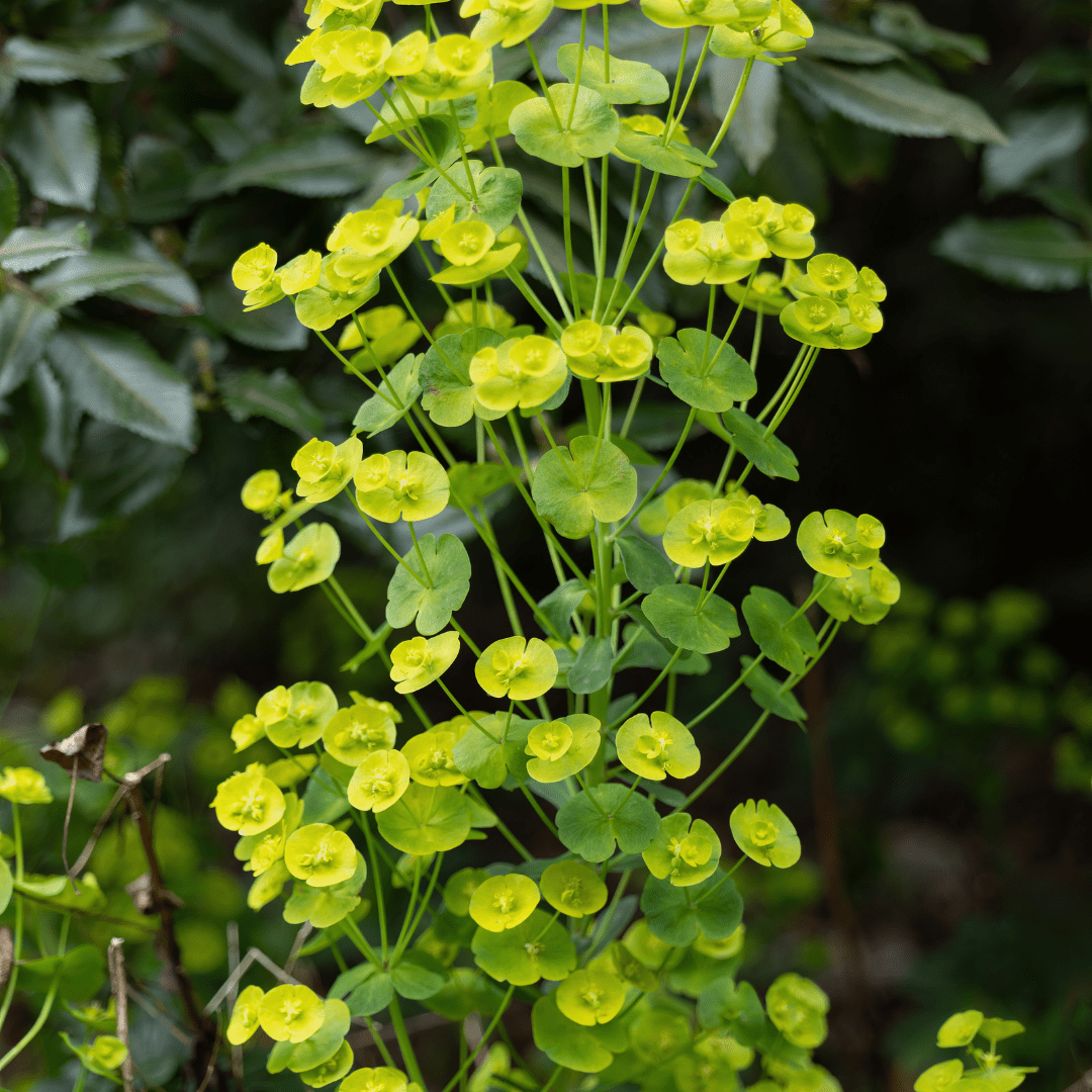 Livraison plante Euphorbe amygdal