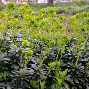 Livraison plante Euphorbe amygdal