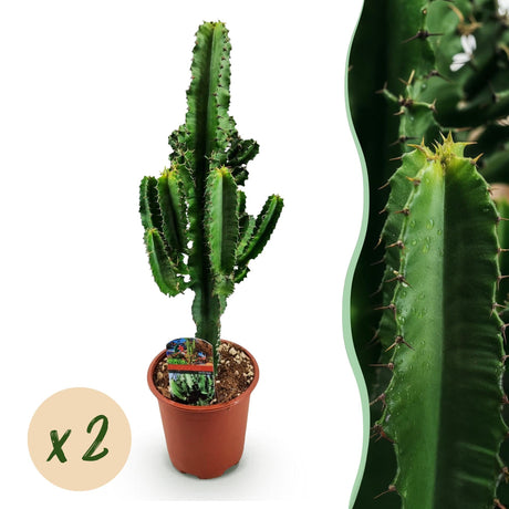 Livraison plante Euphorbia eritrea – Lot de 2 – Pot 17 cm – Hauteur 60 cm