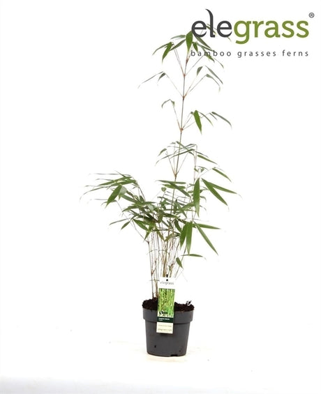 Livraison plante Fargesia Robusta 'Pingwu'