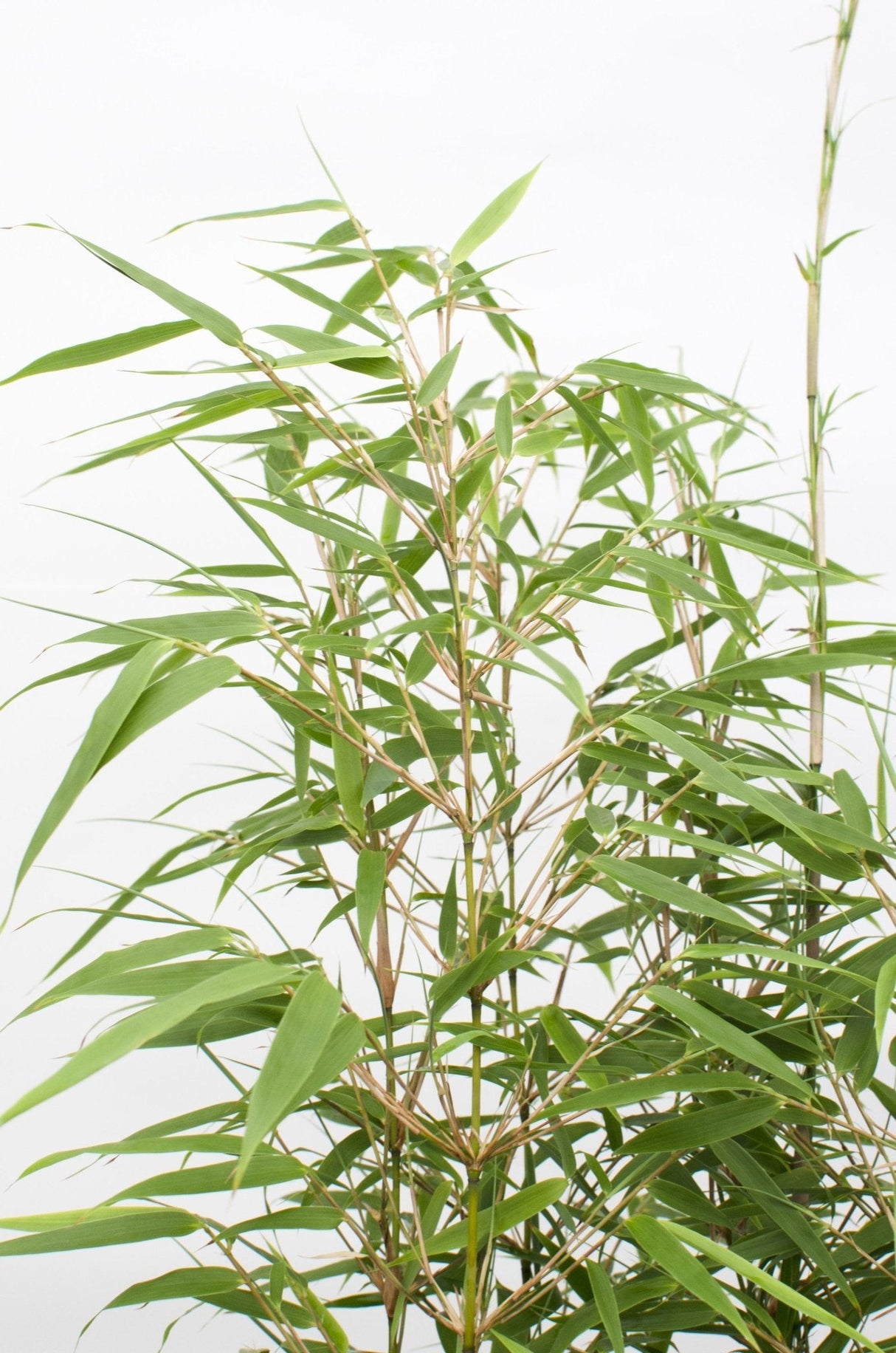 Livraison plante Fargesia rufa - ↨80cm - Ø29 - plante de haie
