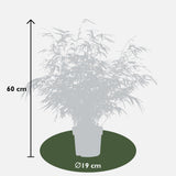 Livraison plante Fargesia rufa - lot de 6 - ↨60cm - Ø19 - plante d'extérieur