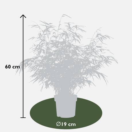 Livraison plante Fargesia rufa - lot de 6 - ↨60cm - Ø19 - plante d'extérieur