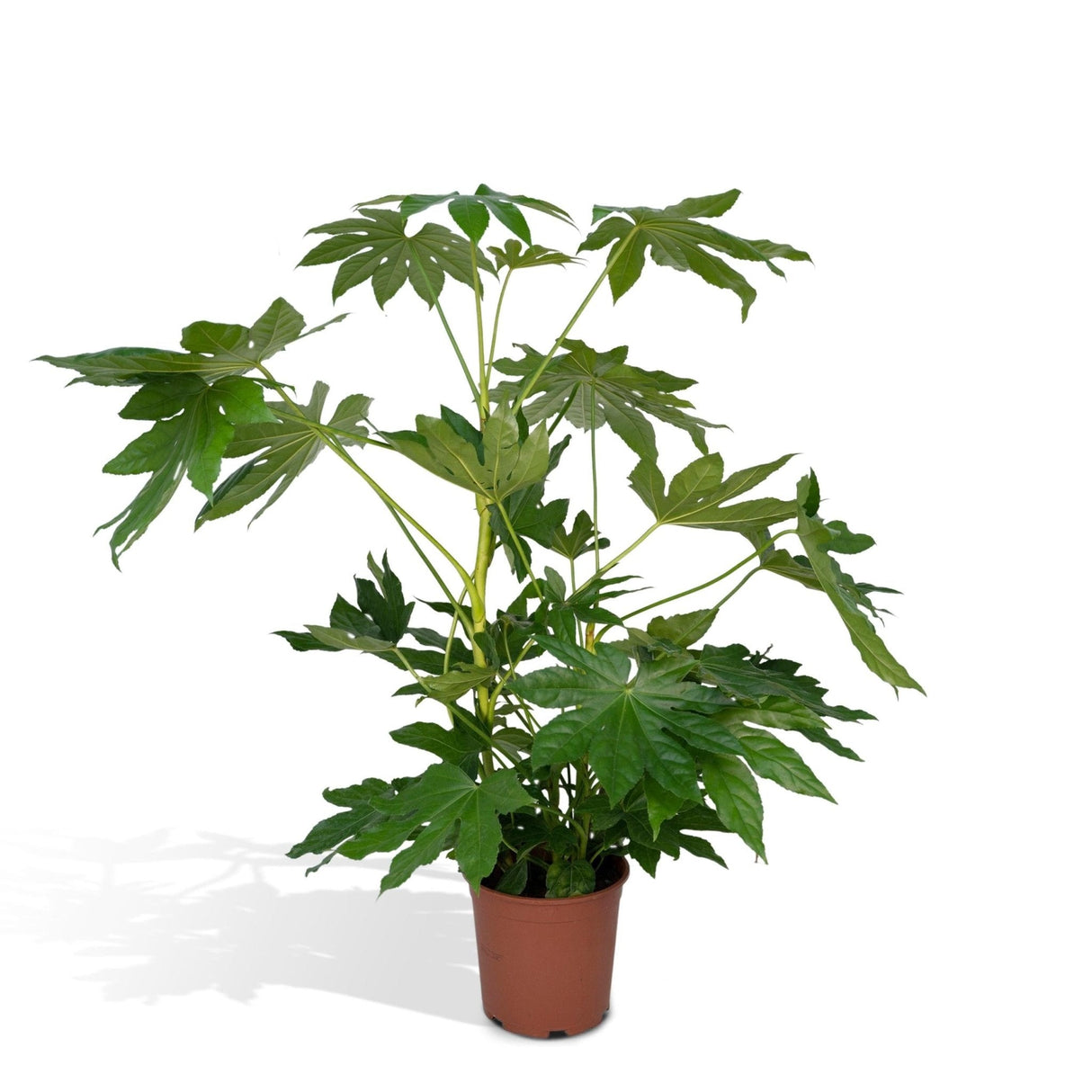 Livraison plante Fatsia japonica vert h85cm