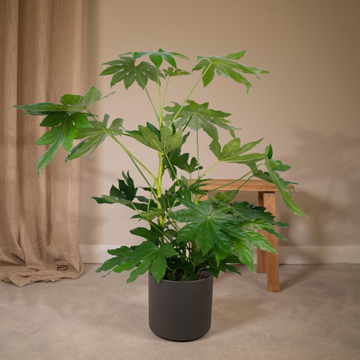 Livraison plante Fatsia japonica vert h85cm