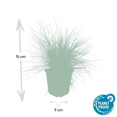 Livraison plante Festuca glauca Elijah Bleu