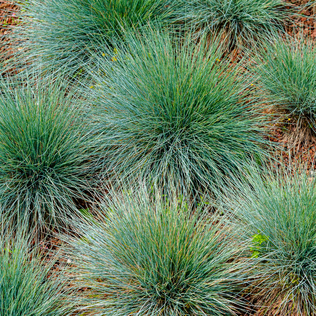 Livraison plante Fetuque de gautier