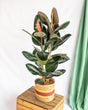 Livraison plante Ficus Abidjan XL