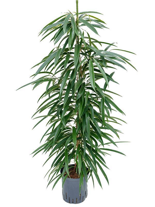 Livraison plante Ficus Alii Hydroculture