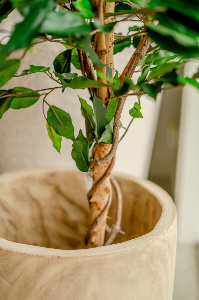 Livraison plante Ficus benjamina - Arbre artificiel