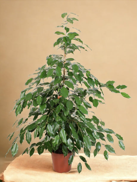 Livraison plante Ficus Benjamina Exotica