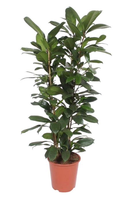 Livraison plante Ficus Cyathistipula