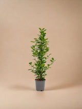 Livraison plante Ficus - Le Moclame