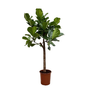 Livraison plante Ficus Lyrata boom - 160 cm - ø30