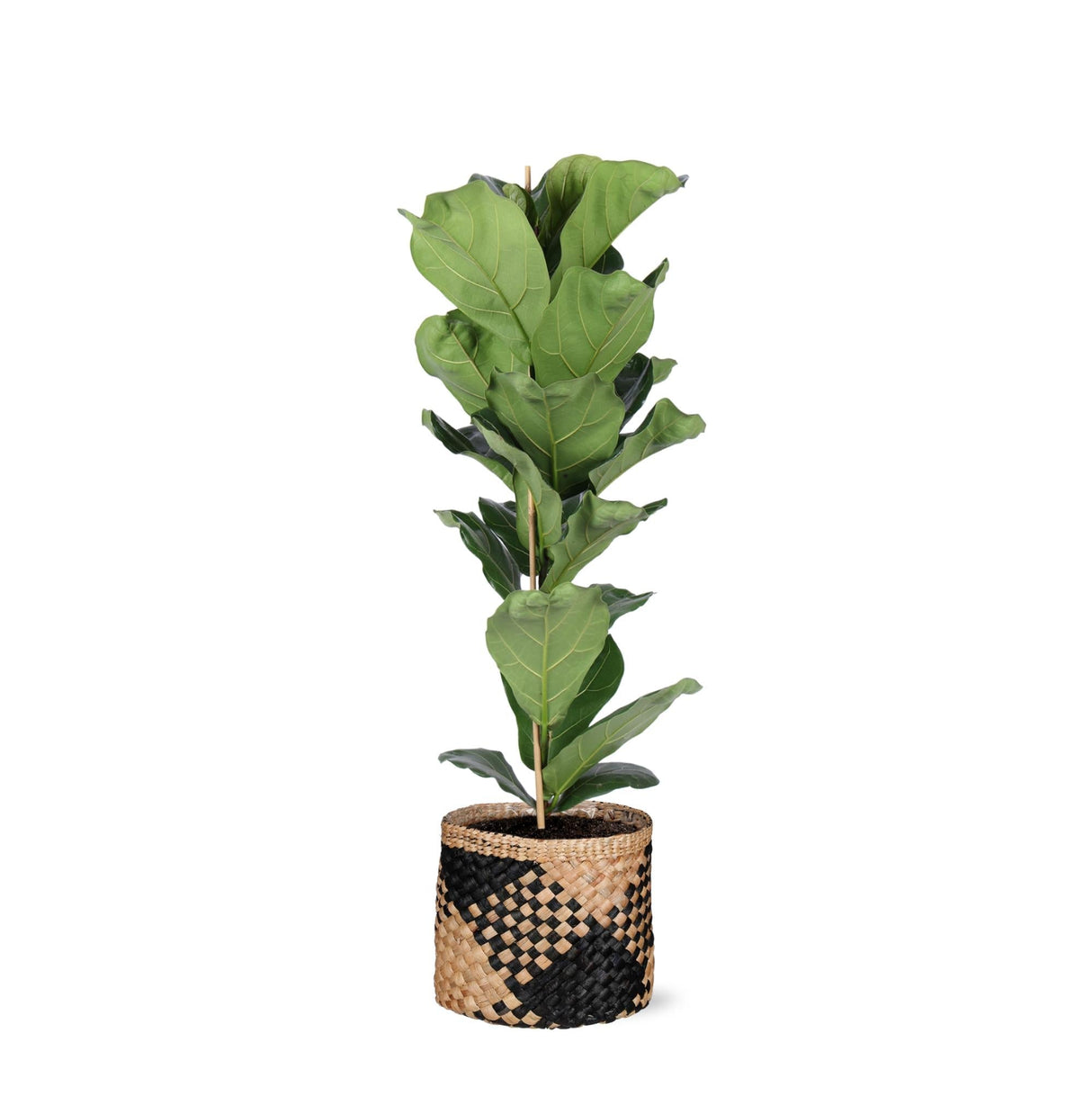 Livraison plante Ficus Lyrata et son pot