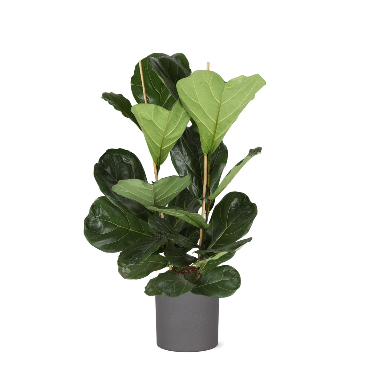 Livraison plante Ficus Lyrata et son pot