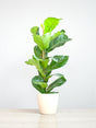Livraison plante Ficus Lyrata et son pot