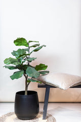 Livraison plante Ficus Lyrata plante artificielle - h100cm, Ø12cm
