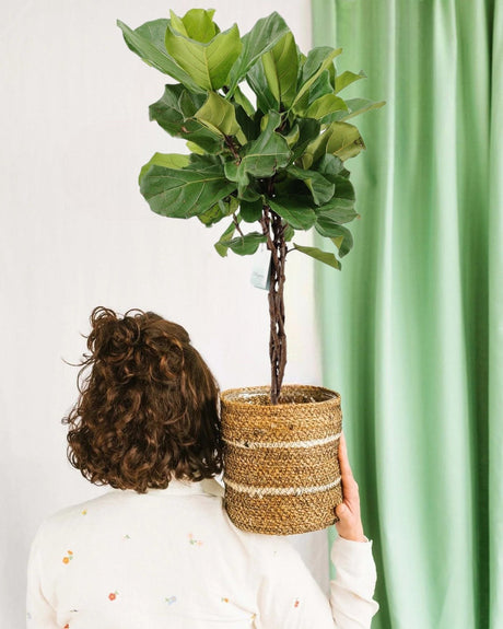 Livraison plante Ficus Lyrata tronc tressé h100cm