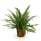 Livraison plante Fougère de Boston