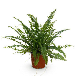 Livraison plante Fougère de Boston