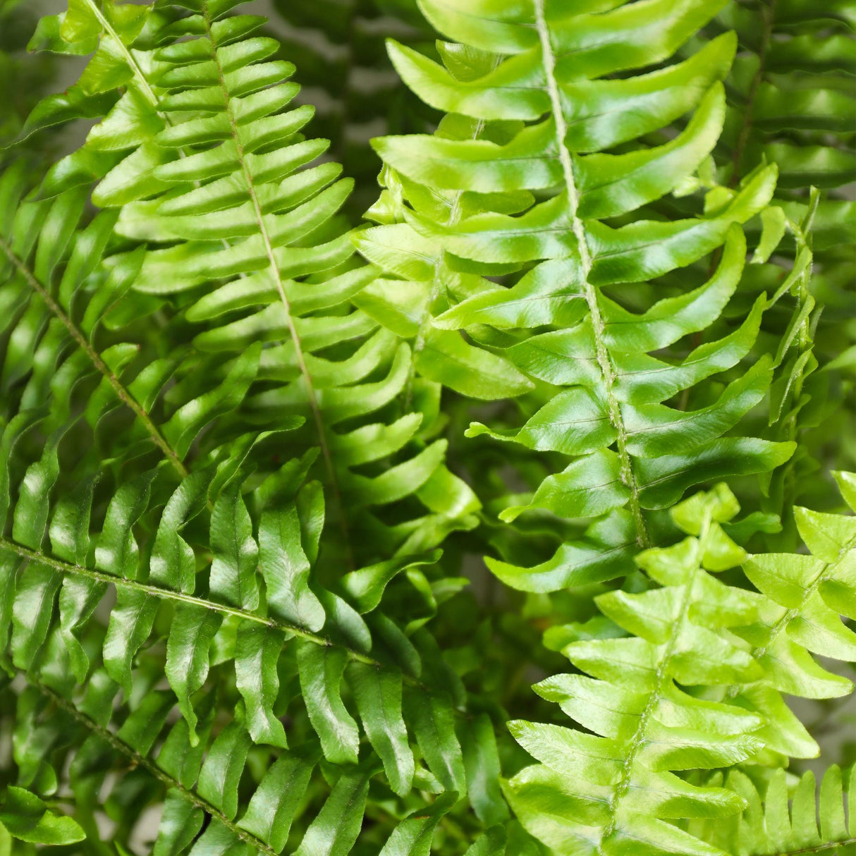 Livraison plante Fougère de Boston