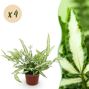 Livraison plante Fougère Pteris