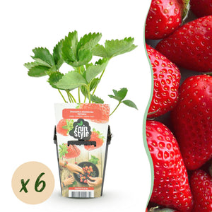 Livraison plante Fraisier Fragaria Elvira x3