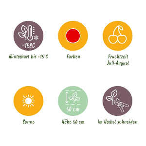 Livraison plante Fraisier Fragaria Maxim – Lot de 3 – Pot 9 cm