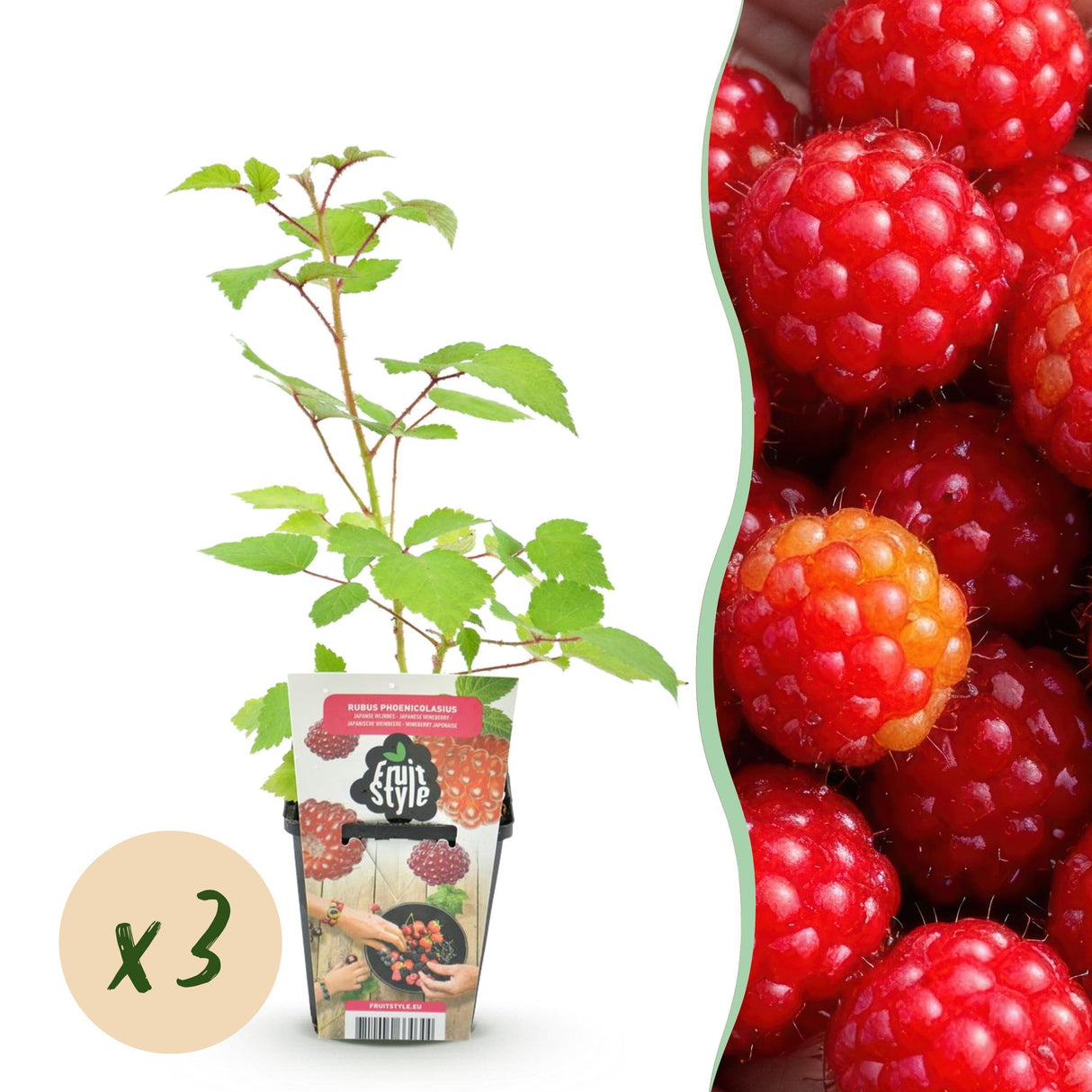Livraison plante framboise du Japon Rubus phoenicolasius x3