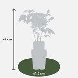 Livraison plante Framboisier - arbuste fruitier