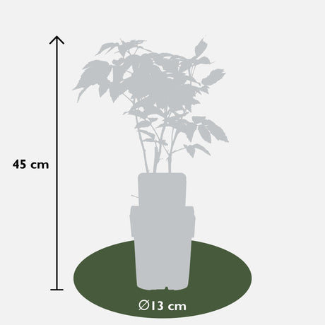 Livraison plante Framboisier - arbuste fruitier