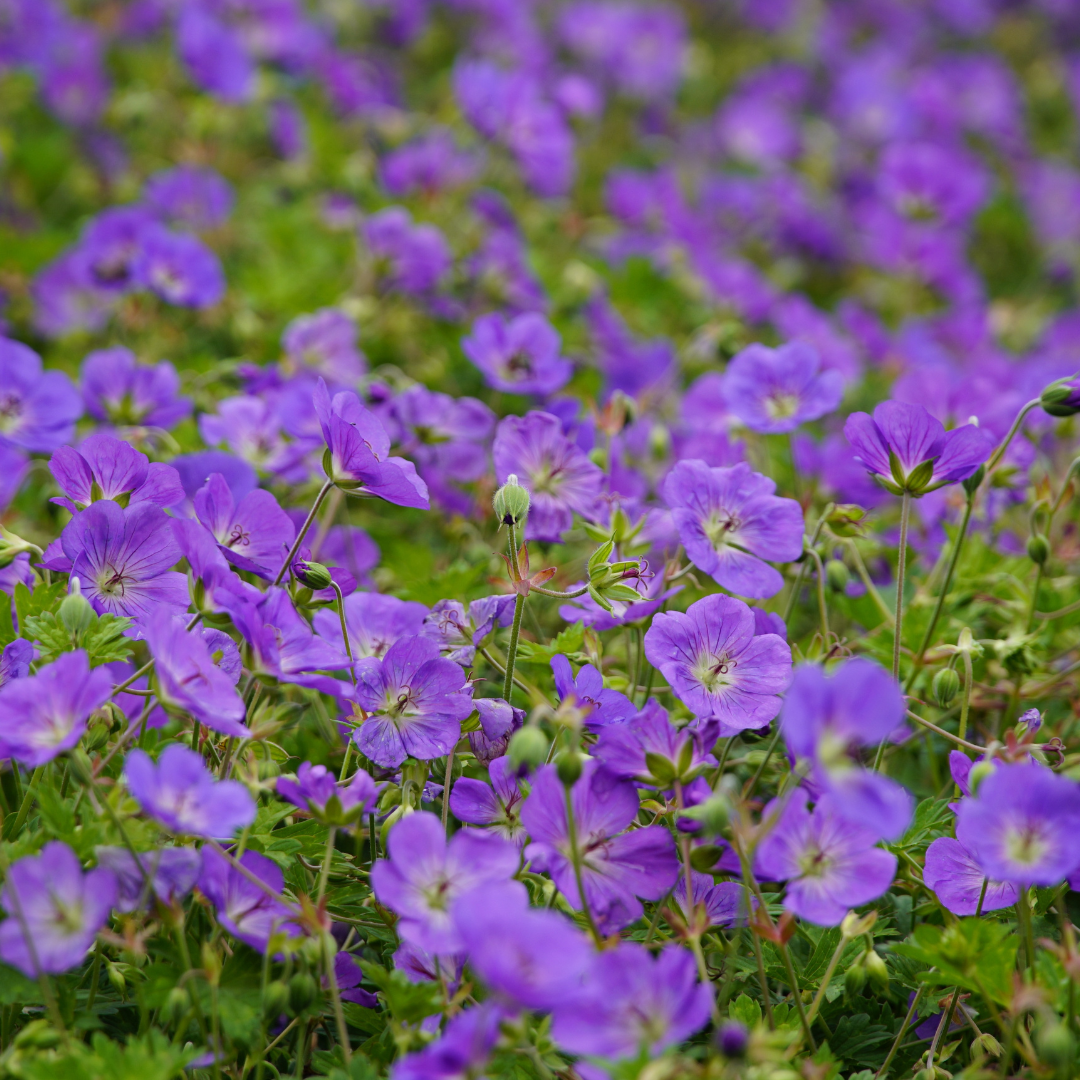 Livraison plante Geranium azur