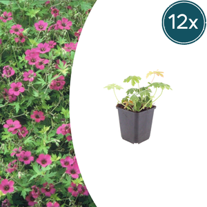 Livraison plante Geranium Bevans