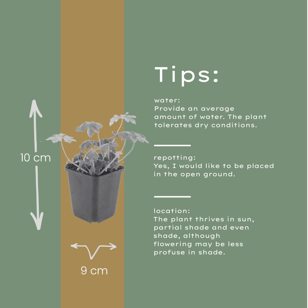 Livraison plante Geranium Bevans