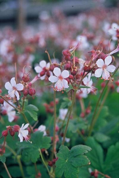 Livraison plante Géranium macrorrhizum Spessart