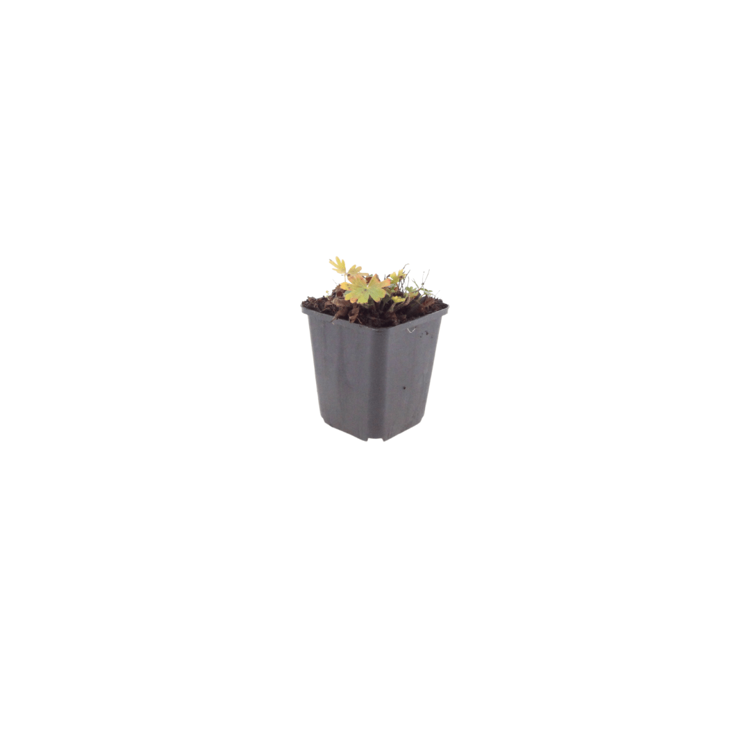 Livraison plante Geranium rose