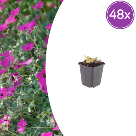 Livraison plante Geranium rose
