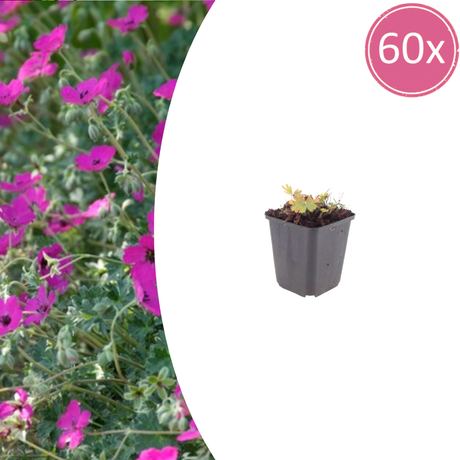 Livraison plante Geranium rose