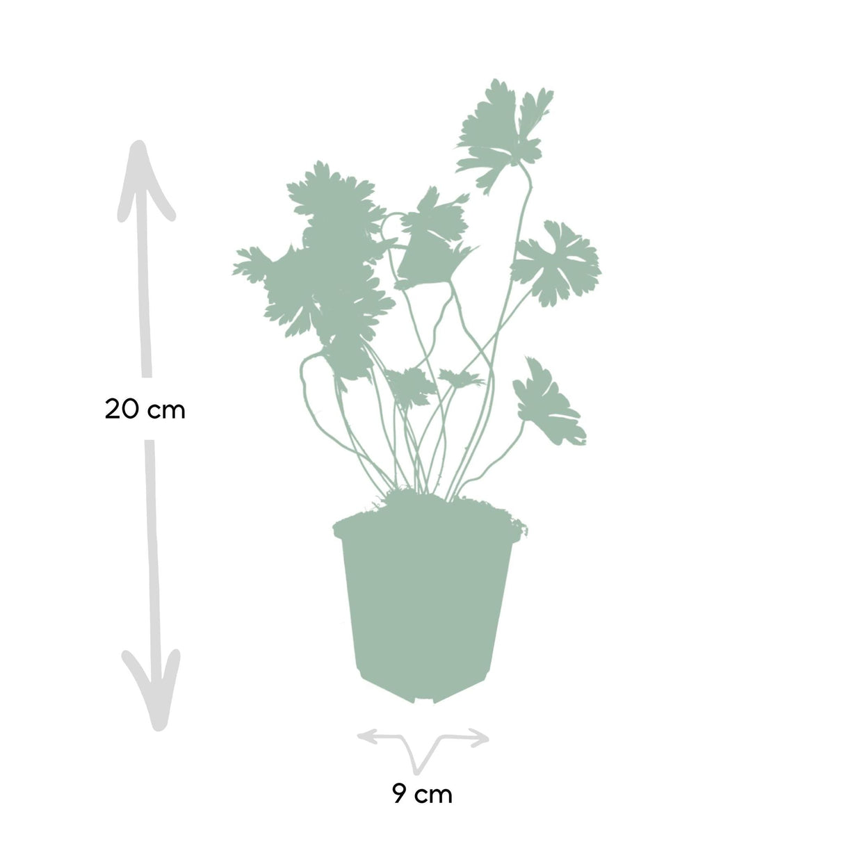 Livraison plante Géranium Rozanne x 12